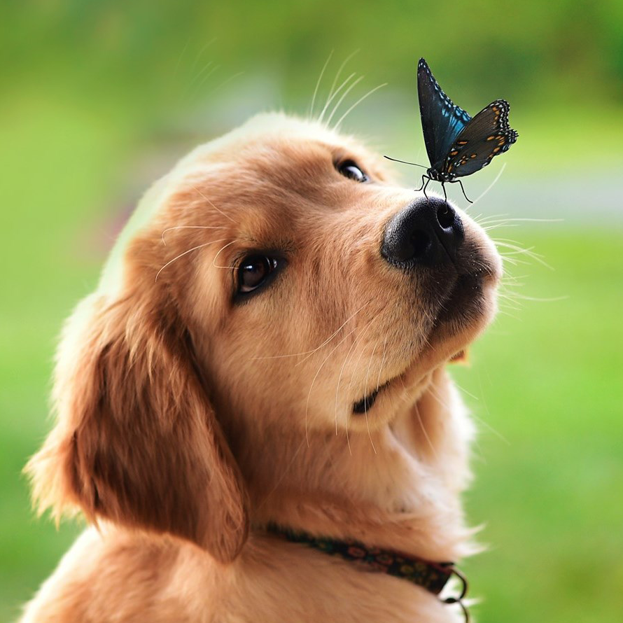 pup with butterfly on nose